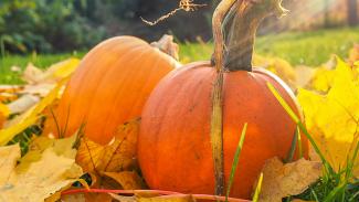 two orange squash closeup photo by Maciej Rusek courtesy of Unsplash.