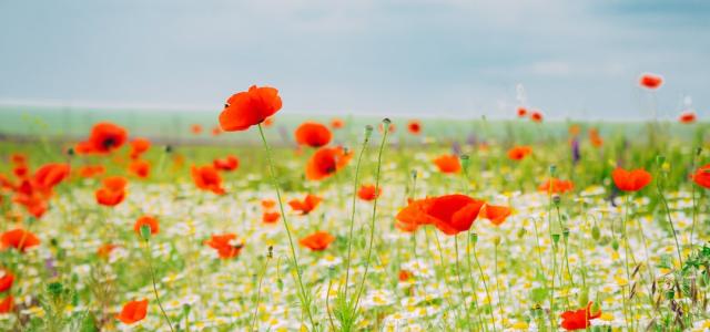 red flower field under blue sky during daytime by Andreea Popescu courtesy of Unsplash.