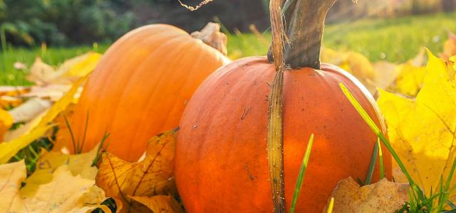 two orange squash closeup photo by Maciej Rusek courtesy of Unsplash.